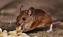tree-injection-for-pest-control Experts in North Center